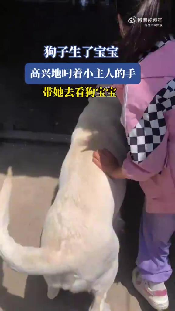 狗子生宝宝，叼小主人手去看，超有爱