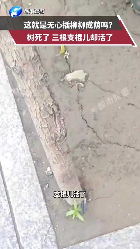 這就是無(wú)心插柳柳成蔭嗎？樹(shù)死了 三根支棍兒卻活了