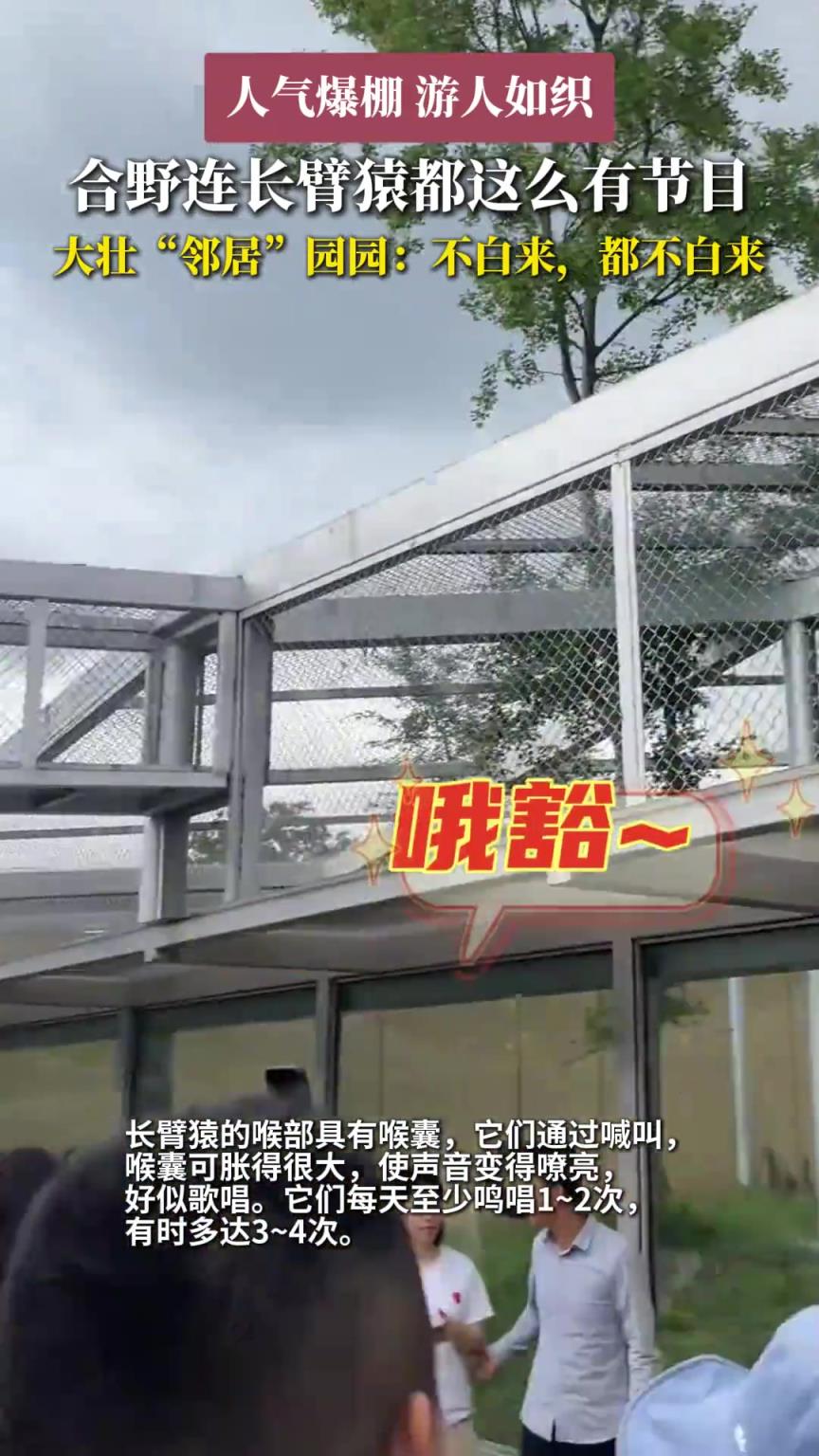 合野连长臂猿都这么有节目。大壮“邻居”园园：不白来都不白来
