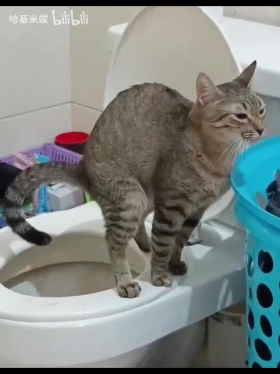 主人還是教多了，連上完廁所怎么擦屁股也教了