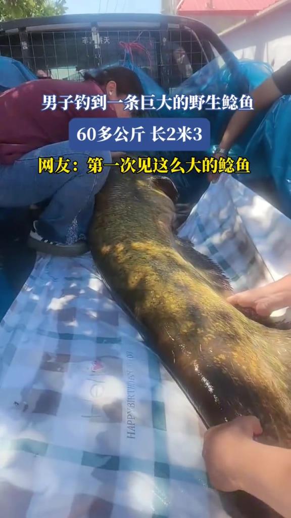男子钓到一条巨大的野生鲶鱼,网友:第一次见这么大的鲶鱼！