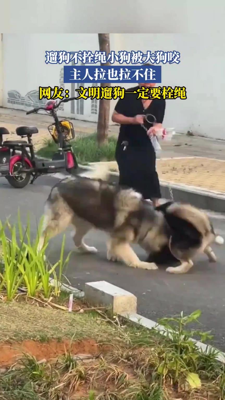 遛狗不拴繩小狗被大狗咬，主人拉也拉不住，文明遛狗一定要栓繩！