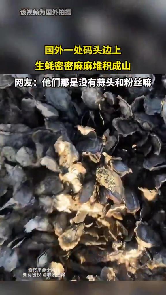 國外一處碼頭邊上 生蠔密密麻麻堆積成山