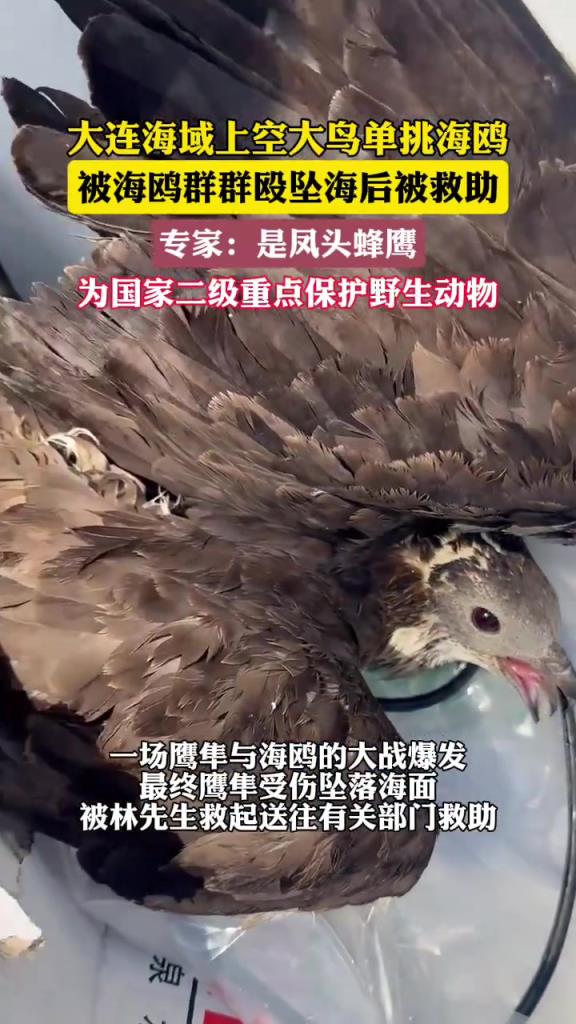 大連海域上空大鳥單挑海鷗，被海鷗群群毆墜海后被救助