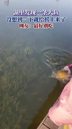湖里發(fā)現一條大魚 沒想到一下就給撈上來了