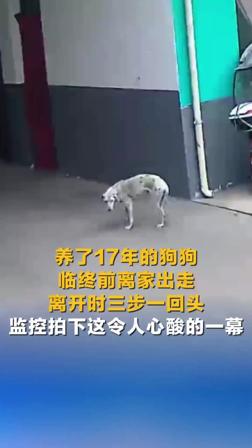 养了17年的狗狗临终前离家出走，离开时三步一回头！