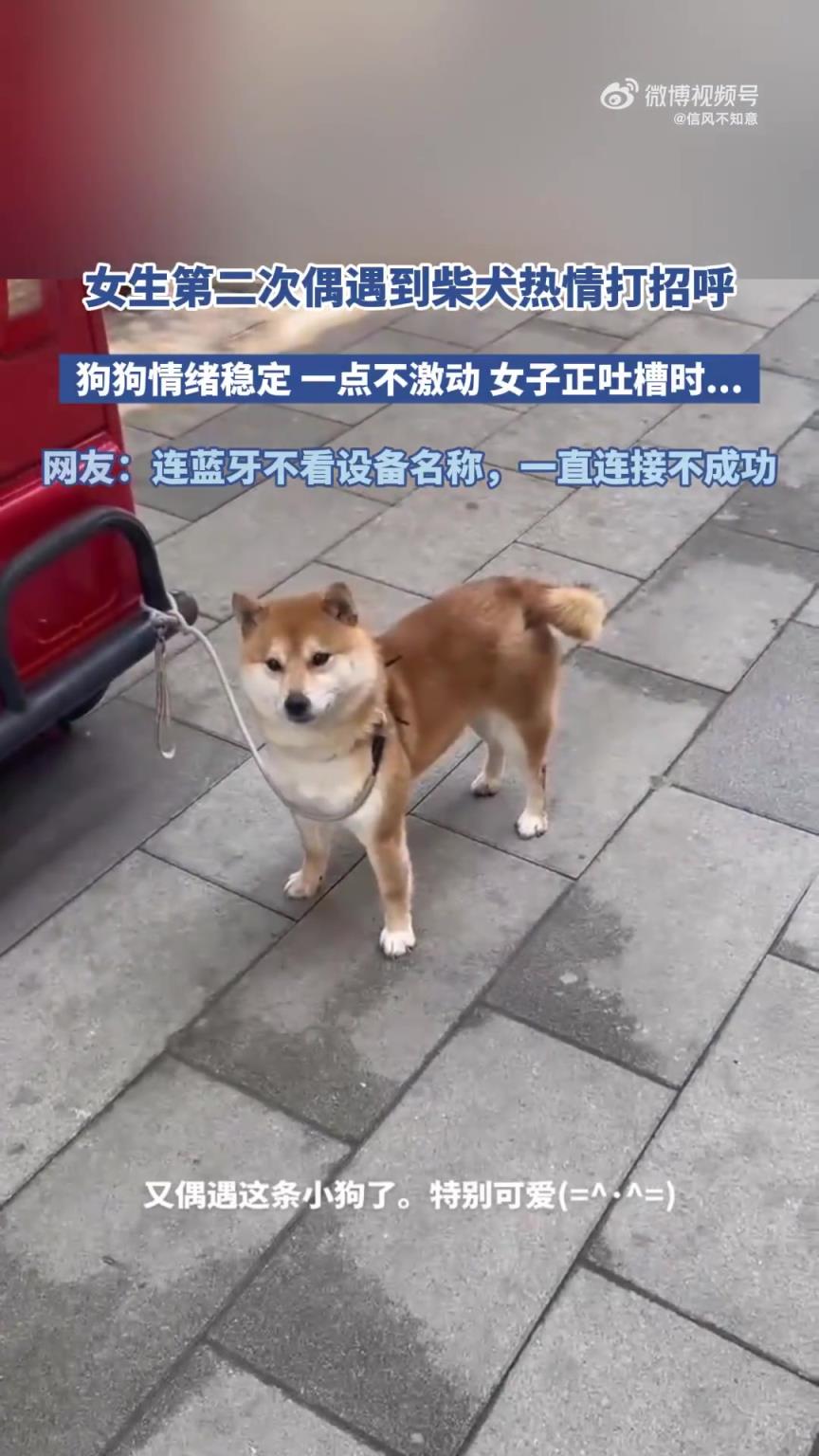 女生第二次偶遇到柴犬热情打招呼，狗狗一点不激动