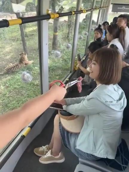 司機以為老虎進車里了，都站起來看一下！