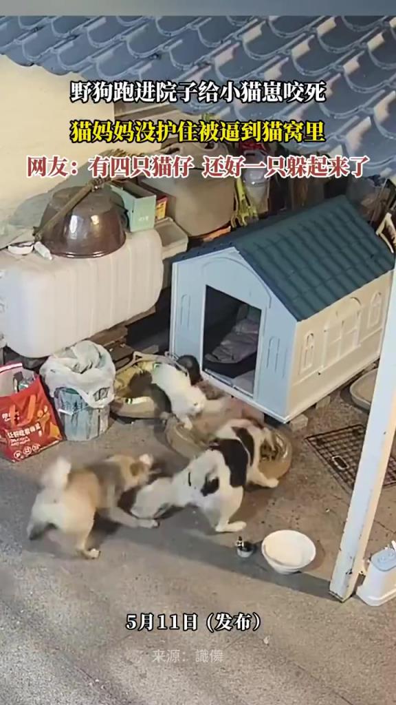 野狗进院咬死小猫崽！猫妈妈无力守护，心疼