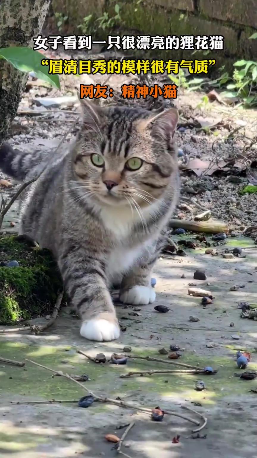 女子看到一只很漂亮的狸花猫，“眉清目秀的模样很有气质”
