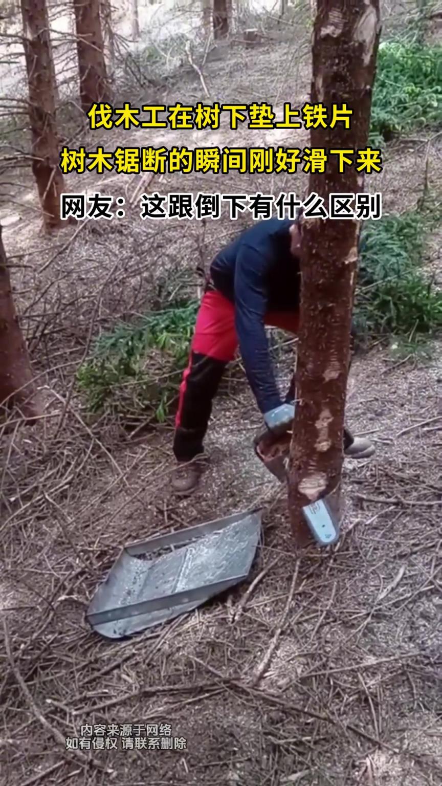 伐木工在樹下墊上鐵片，樹木鋸斷的瞬間剛好滑下來