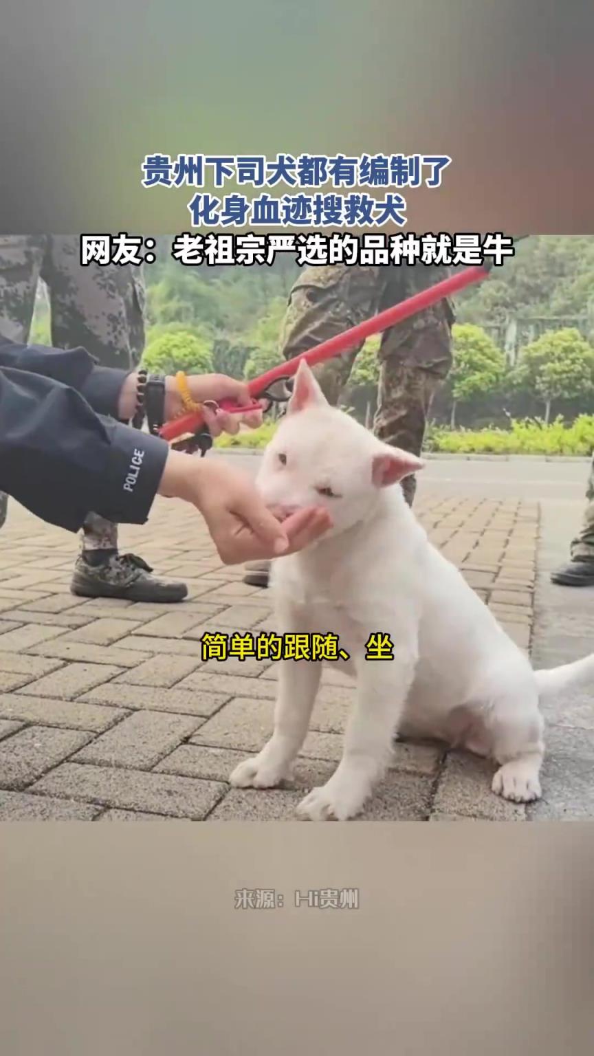 贵州下司犬都有编制了，化身血迹搜救犬