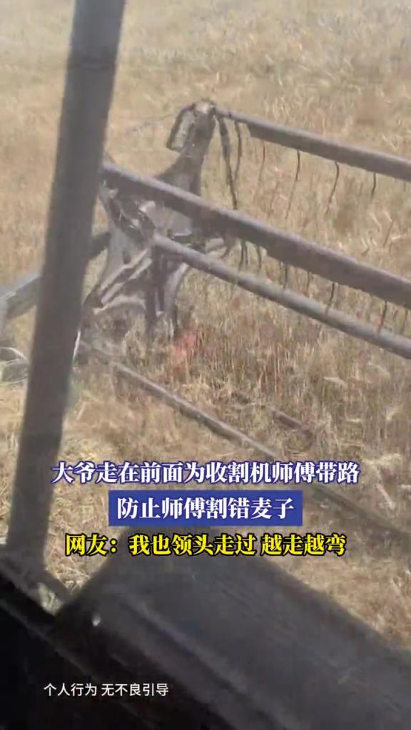 大爷走在前面为收割机师傅带路,防止师傅割错麦子!