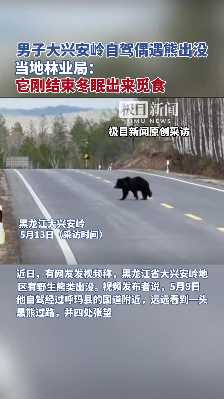 男子大兴安岭自驾偶遇熊出没，官方：它刚结束冬眠出来觅食