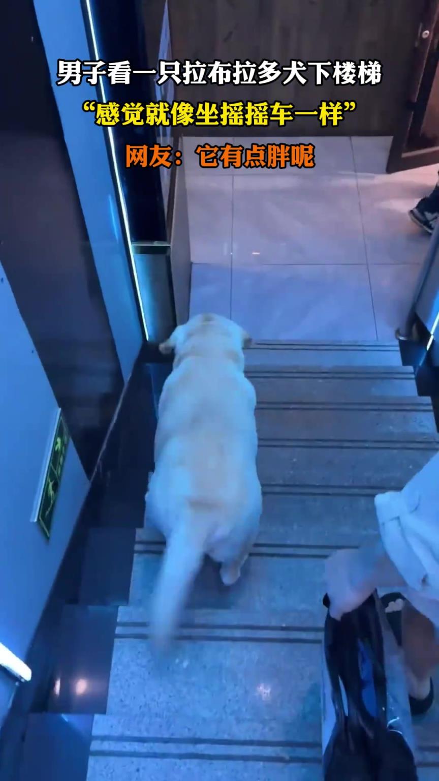 男子看一只拉布拉多犬下樓梯，感覺就像坐搖搖車一樣