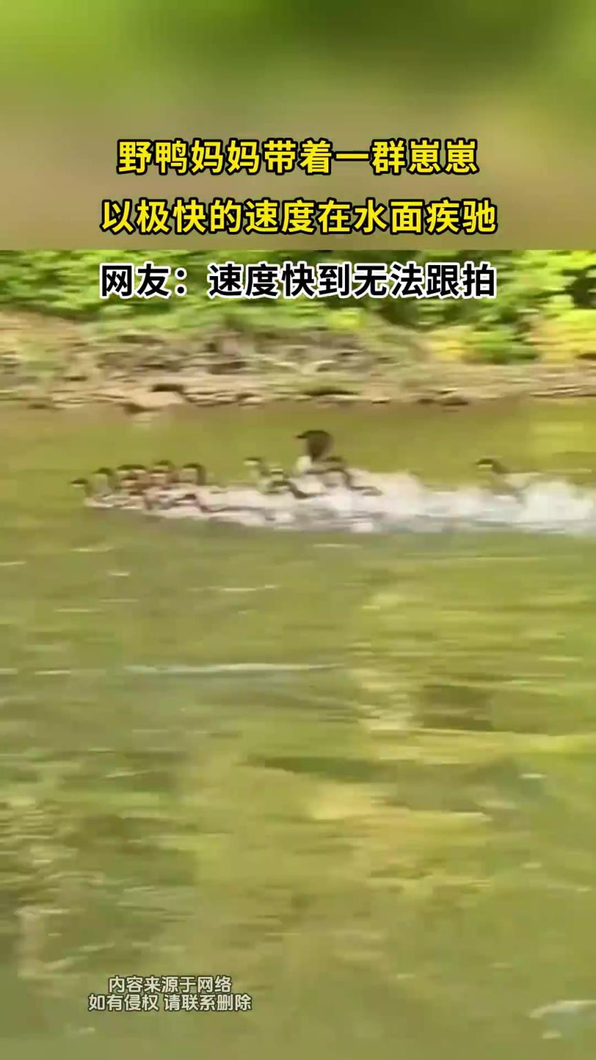 野鸭妈妈带着一群崽崽，以极快的速度在水面疾驰