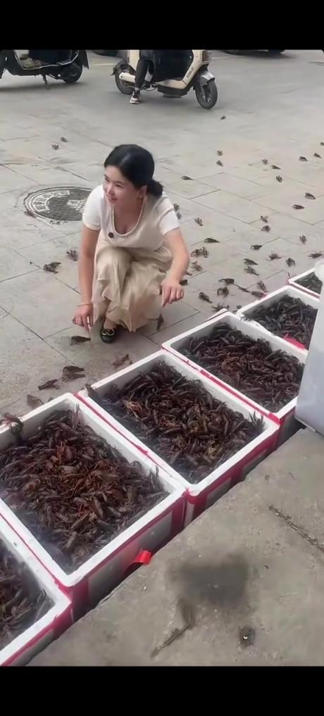 老板娘的这么多小龙虾都跑出去了，要造反啊...