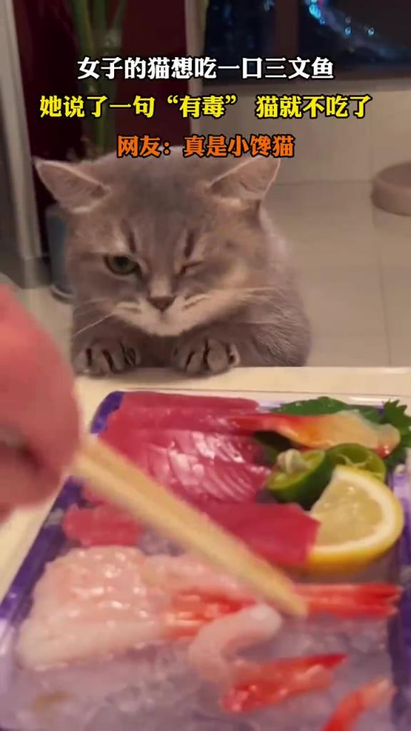 女子称三文鱼有毒，猫咪听话不吃了