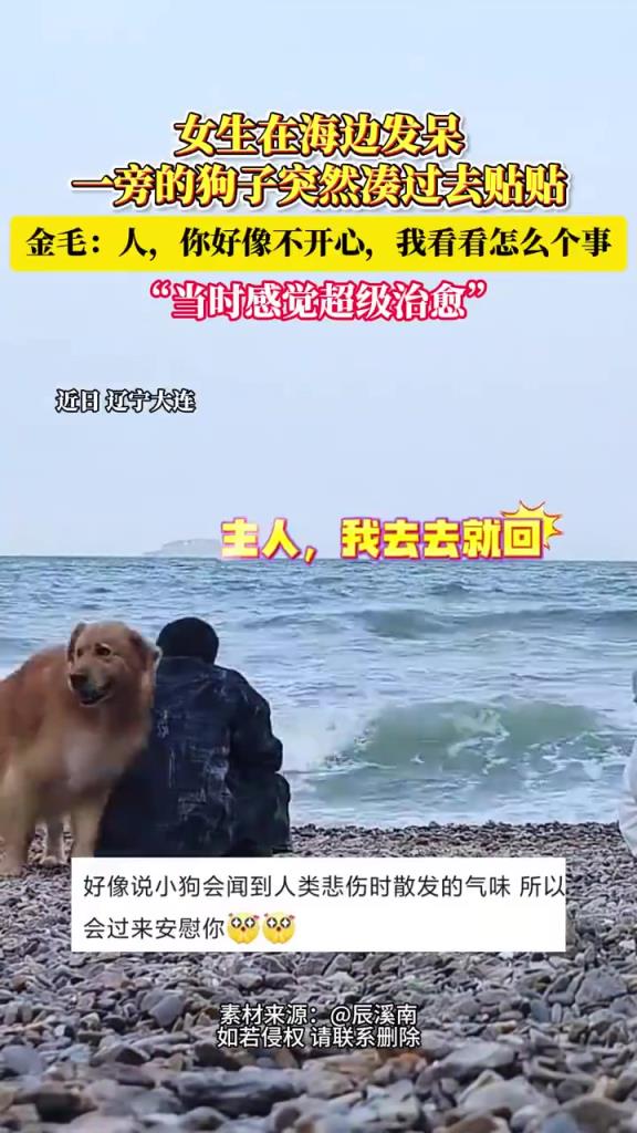 女生在海边发呆，一旁的狗子突然凑过去贴贴！
