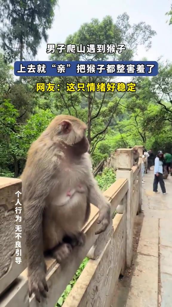 男子爬山遇到猴子 上去就亲把猴子都整害羞了