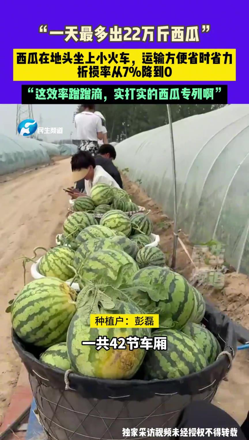 一天最多22万斤西瓜，西瓜在地头坐上小火车，运输方便省时省力
