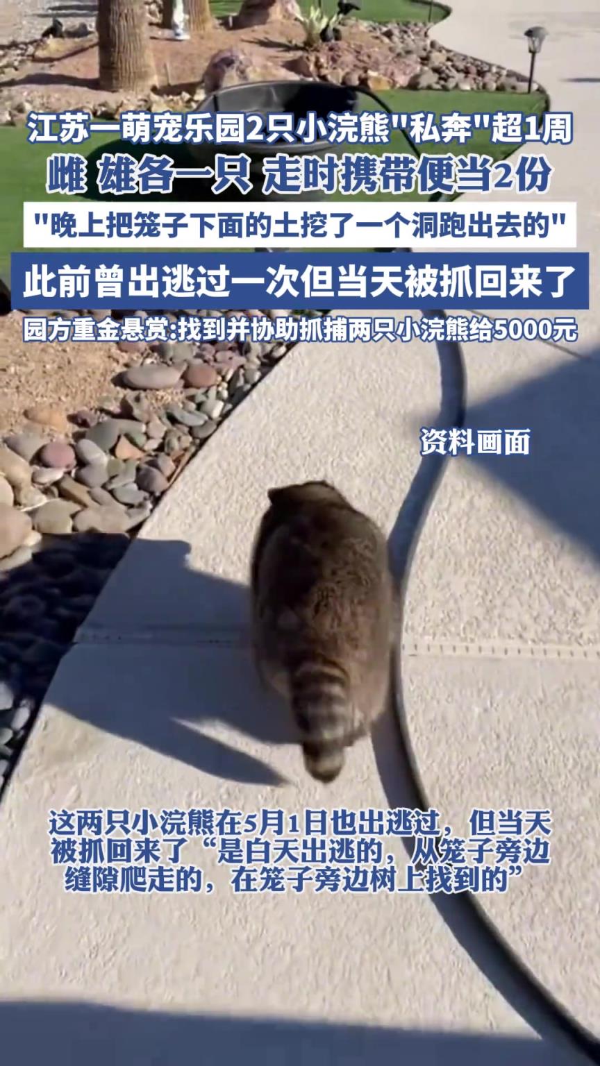 江苏一萌宠乐园2只小浣熊“私奔”超1周