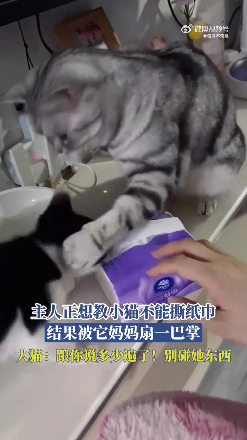 主人正想教小貓不能撕紙巾，結(jié)果被它媽媽扇一巴掌??！