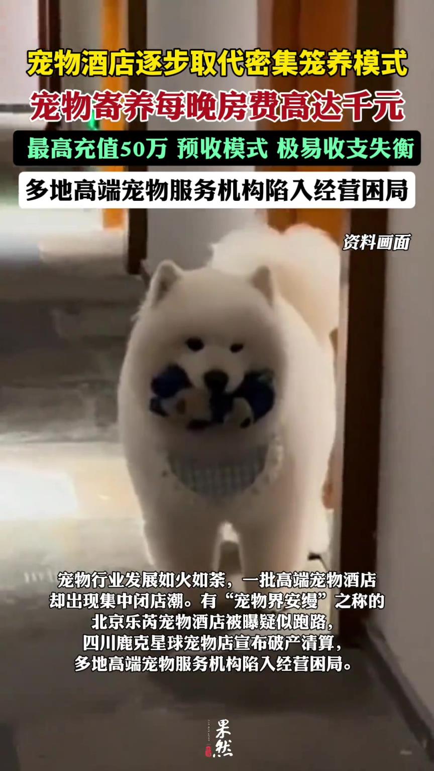 宠物酒店逐步取代密集笼养模式