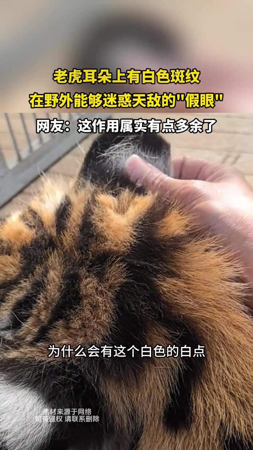 老虎耳朵上有白色斑纹，在野外能够迷惑天敌的假眼