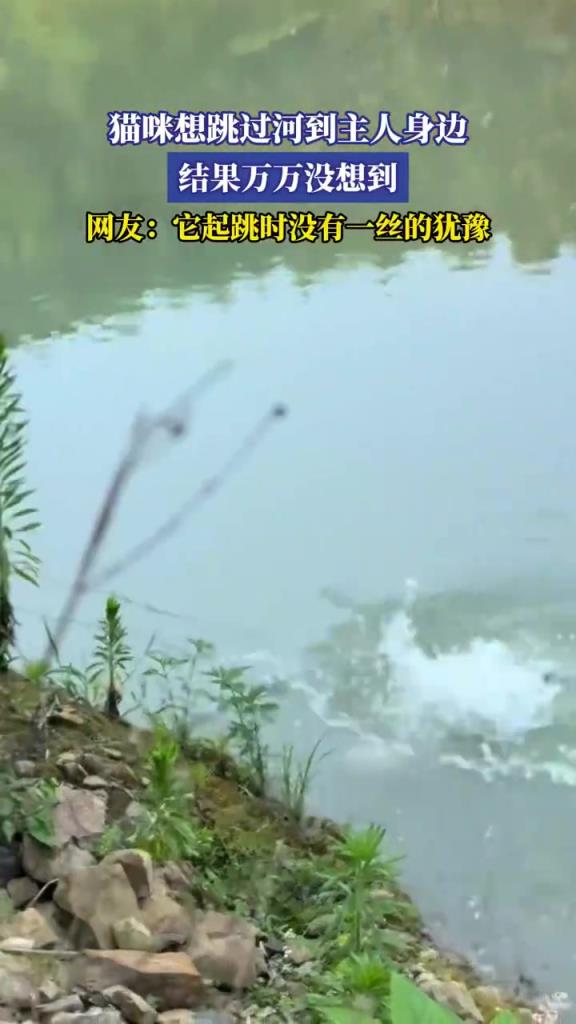 猫咪想跳过河到主人身边 结果万万没想到