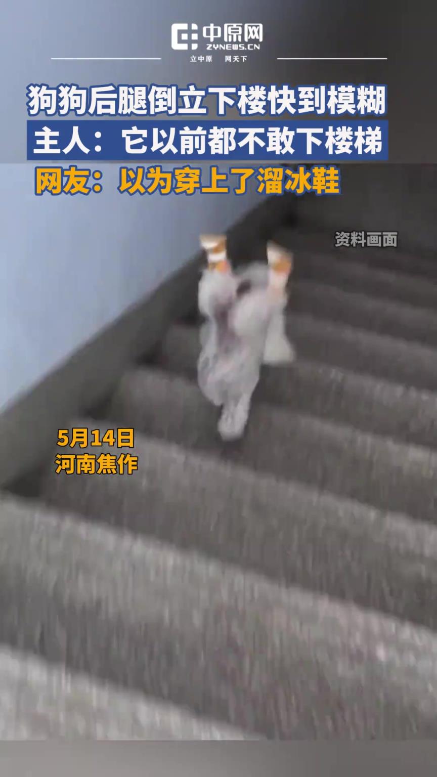 狗狗抬起后腿倒立下楼疾如风