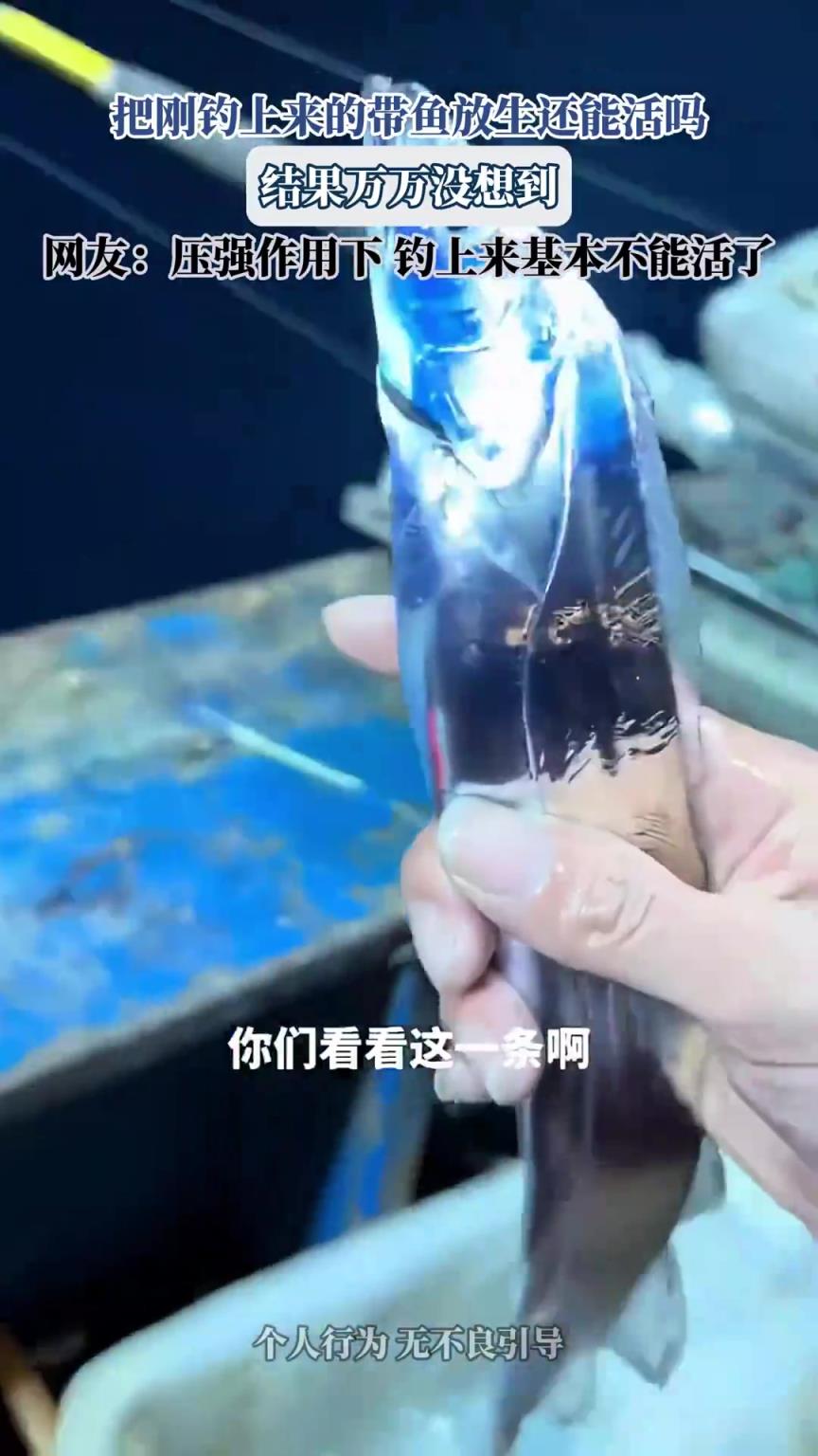 把刚钓上来的带鱼放生还能活吗，结果万万没想到