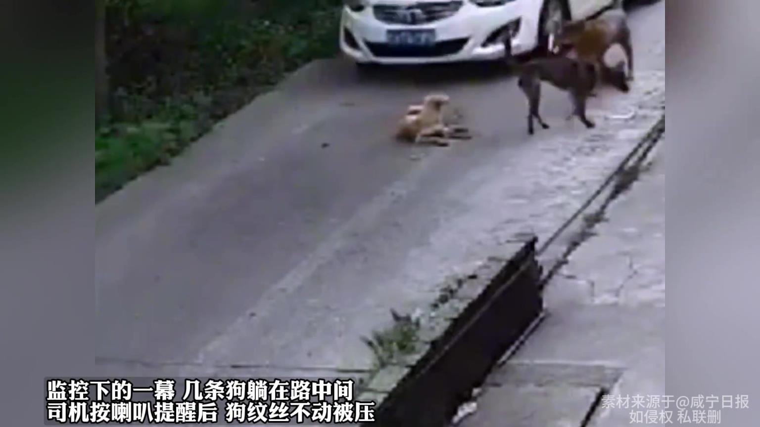 几条狗躺在路中间,司机按喇叭提醒后狗纹丝不动被压!