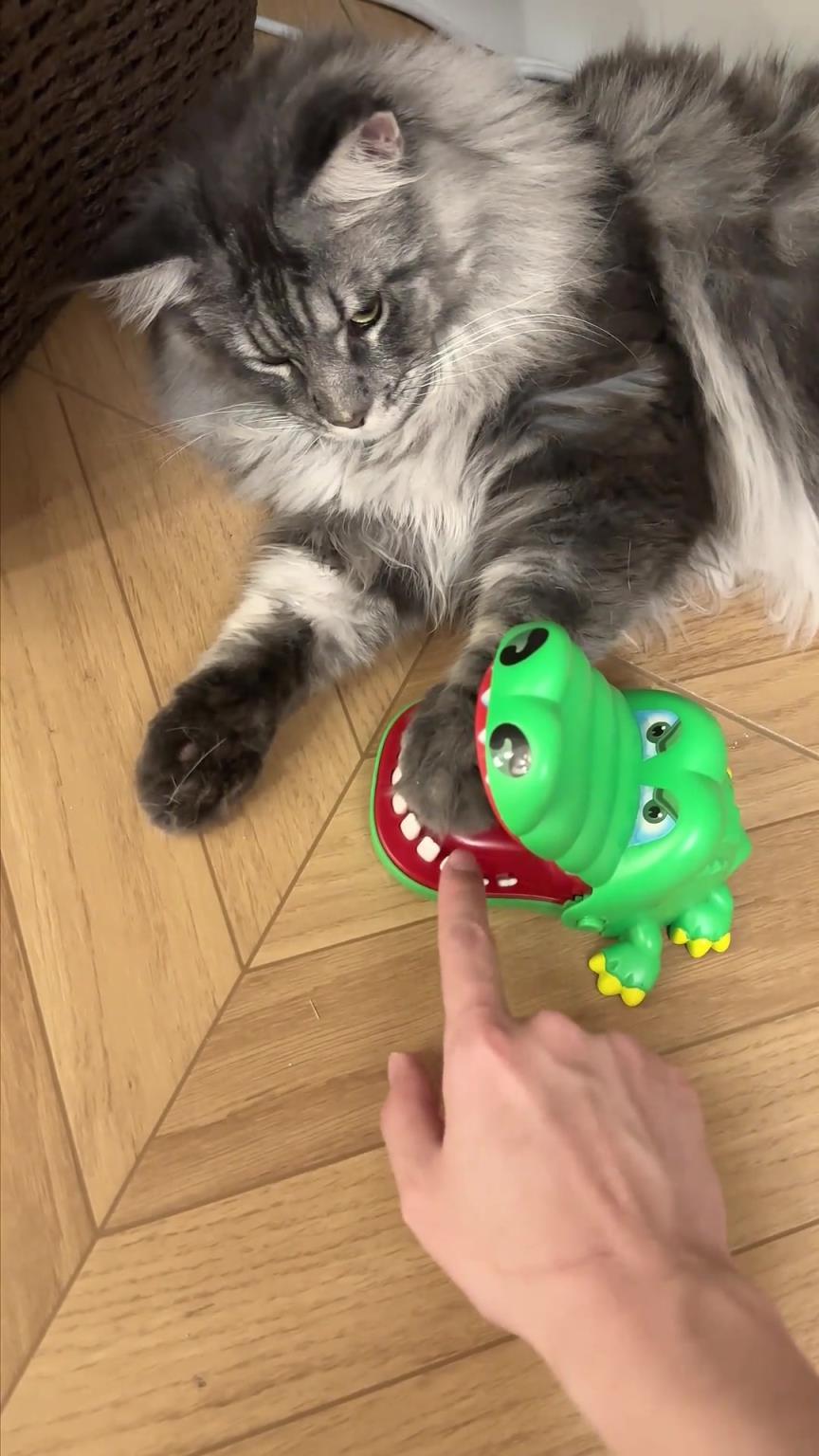 猫：抬手不是抱歉，是你还得练。