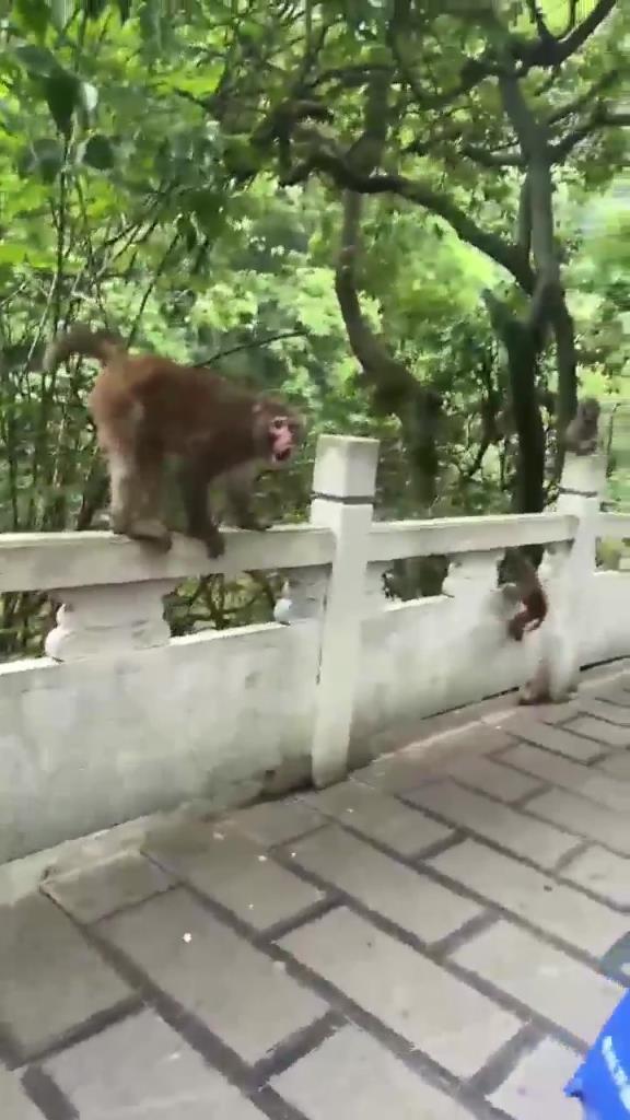 猴子這下氣壞了