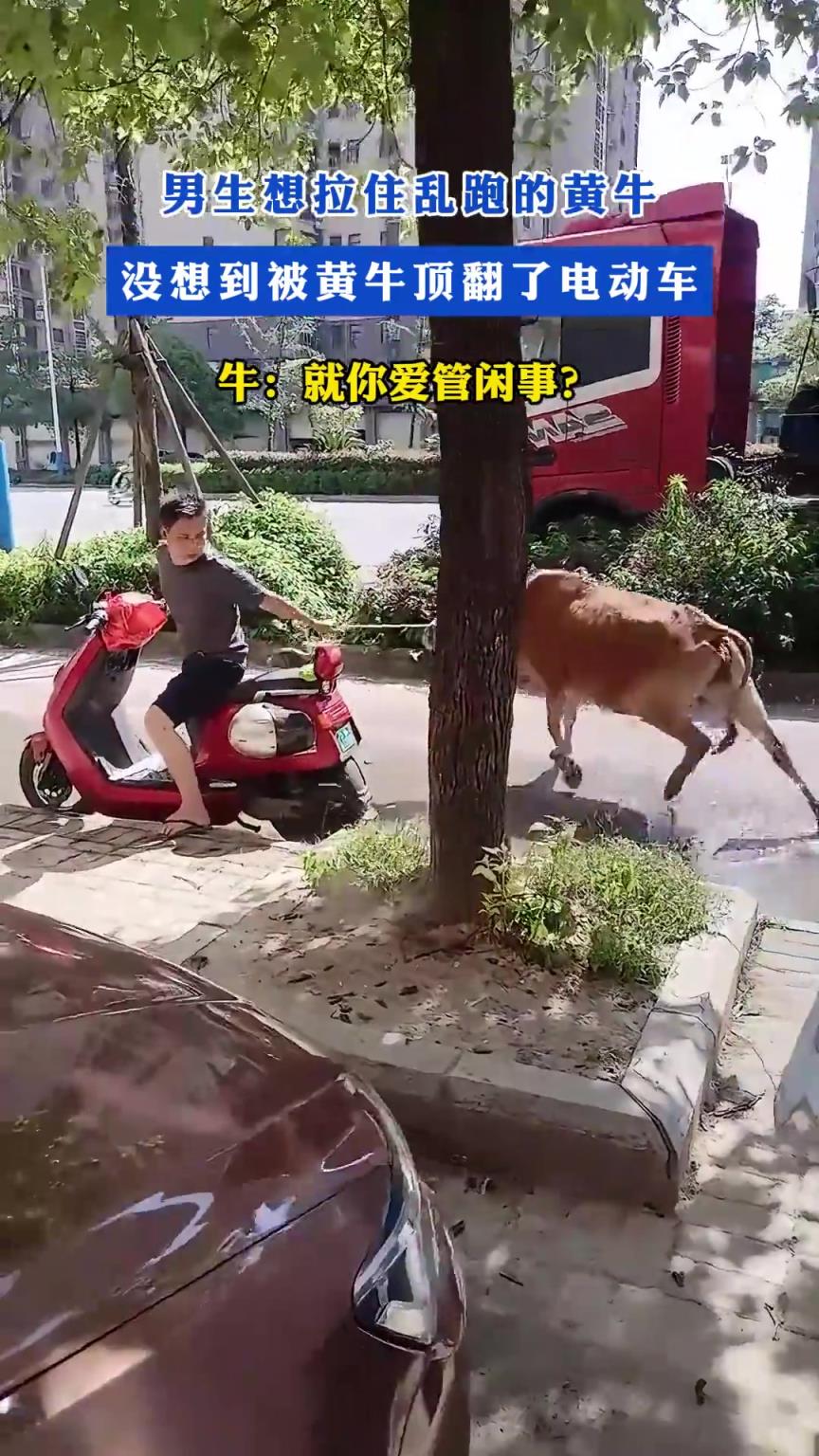 男生想拉住乱跑的黄牛，没想到被黄牛顶翻了电动车