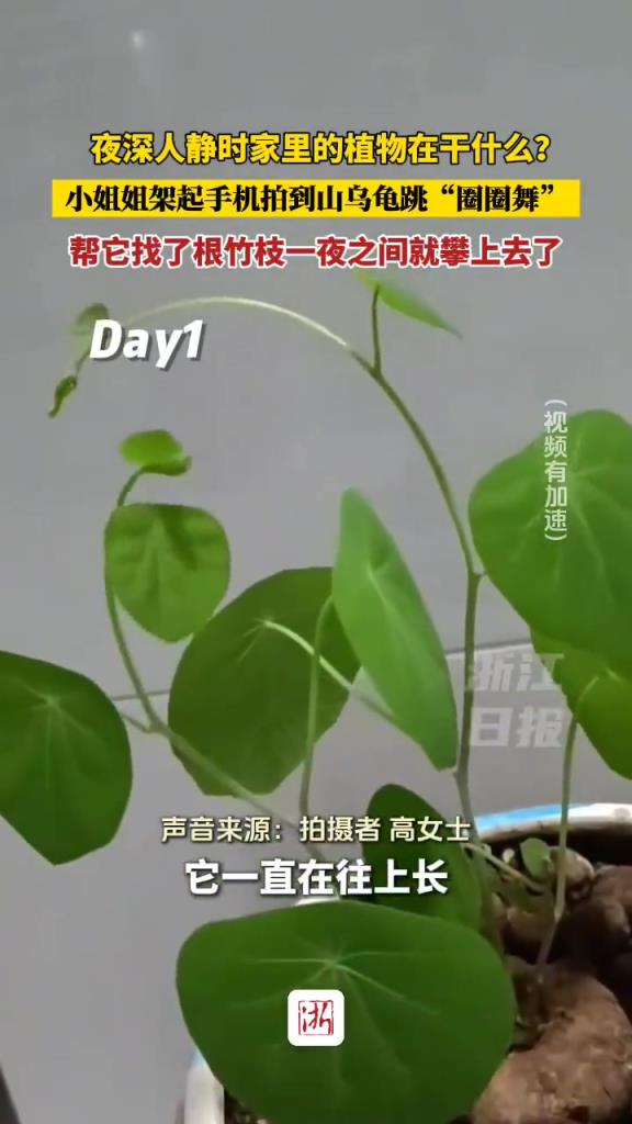 夜深人静时家里的植物在干嘛？