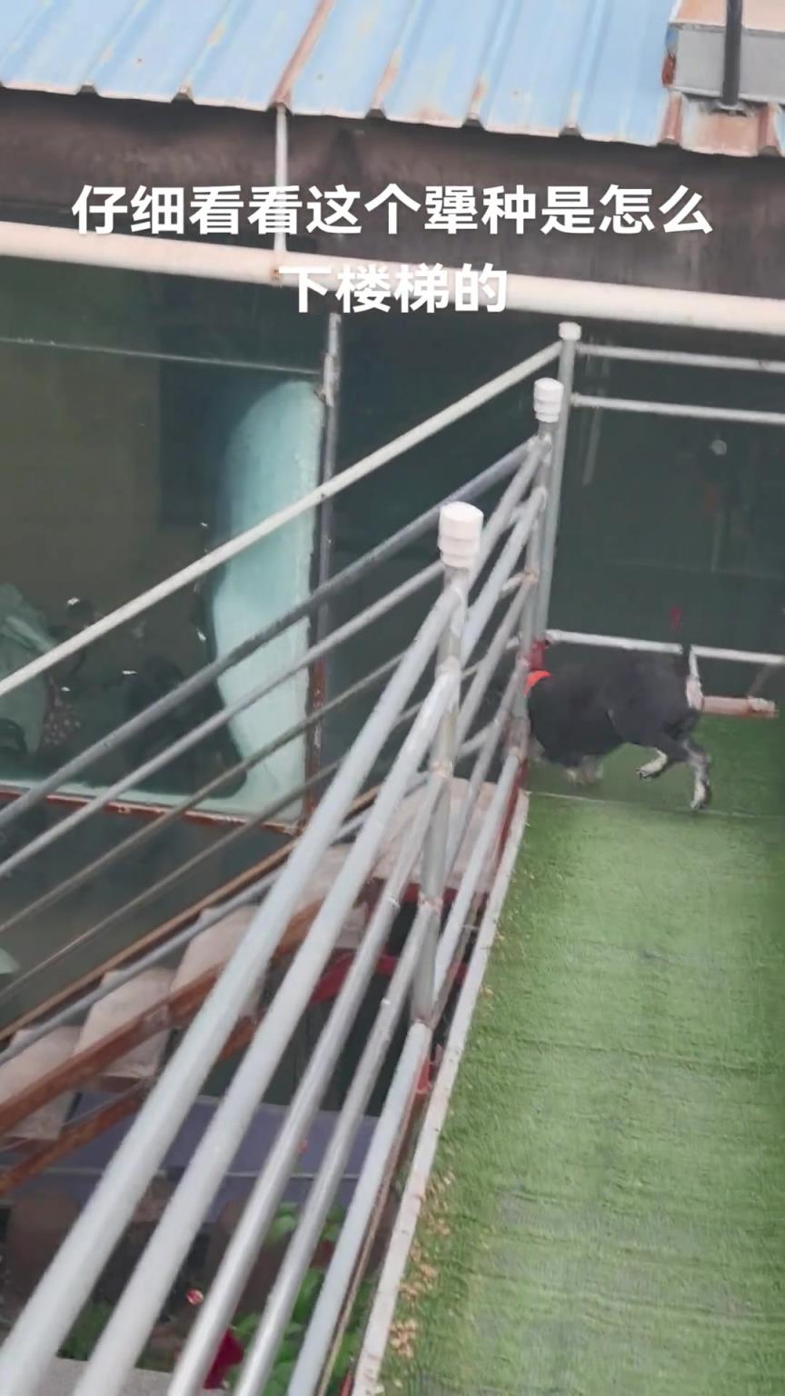 這么下樓居然不會(huì)翻跟斗