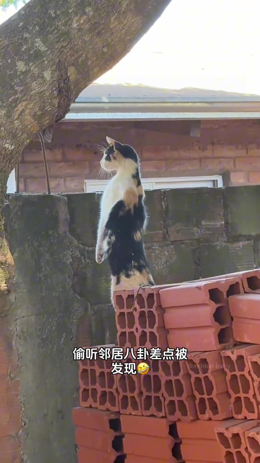 這貓聽八卦比我還上頭