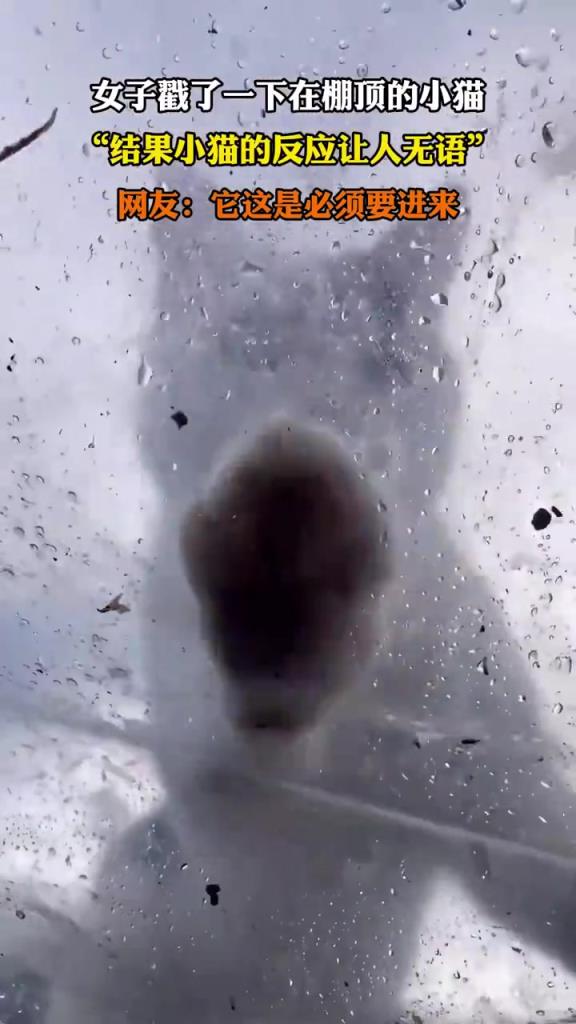 女子戳了一下在棚顶的小猫 结果小猫的反应让人无语