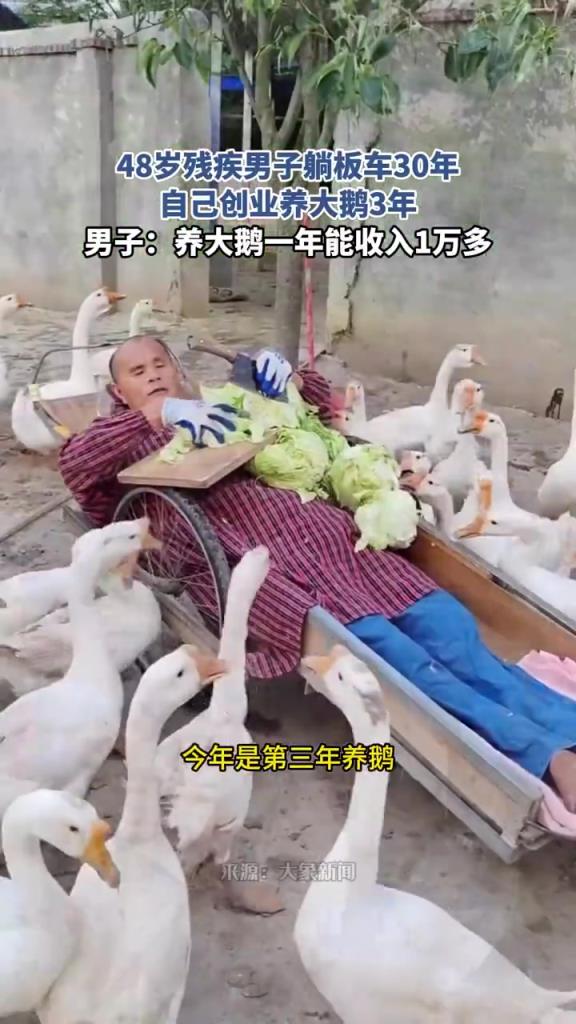 48岁残疾男子躺板车30年 自己创业养大鹅3年