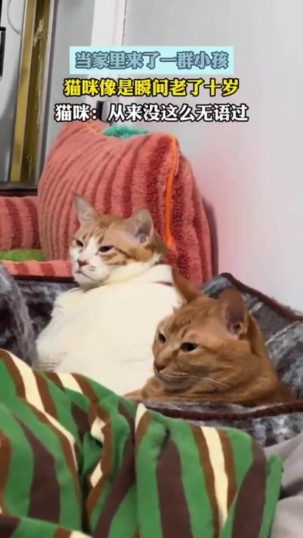 当家里来了一群小孩，猫咪像是瞬间老了十岁