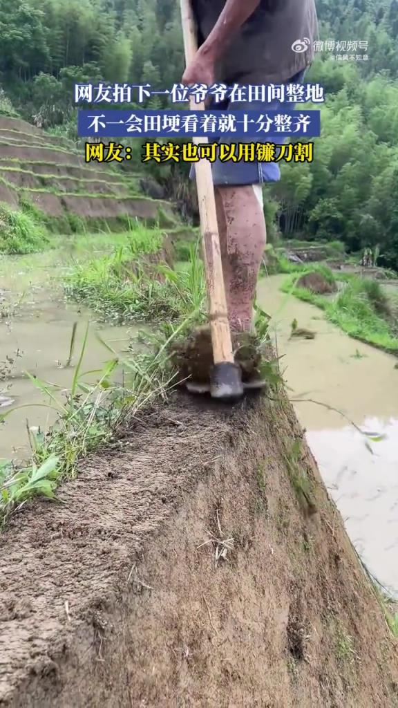 网友拍下一位爷爷在田间整地，不一会田埂看着就十分整齐！