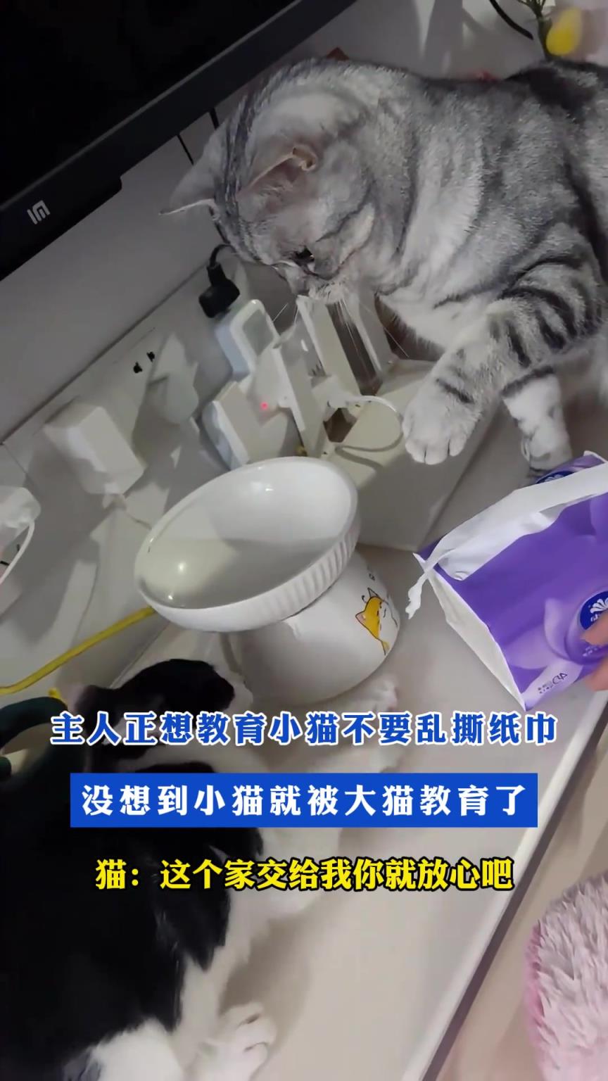 主人正想教育小猫不要乱撕纸巾，没想到小猫就被大猫教育了