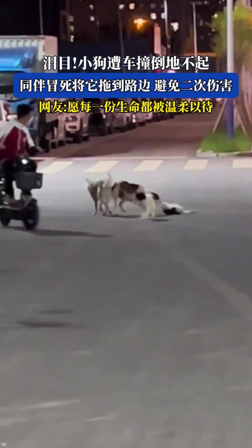 泪目！小狗遭车撞倒地不起，同伴冒死将它拖到路边，避免二次伤害