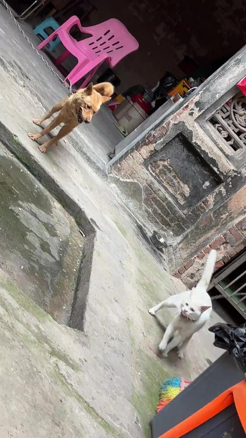 这两只欢喜冤家