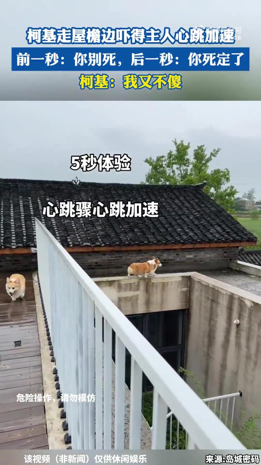 柯基走屋檐边，主人先惊喊“别死”后怒喊“死定”