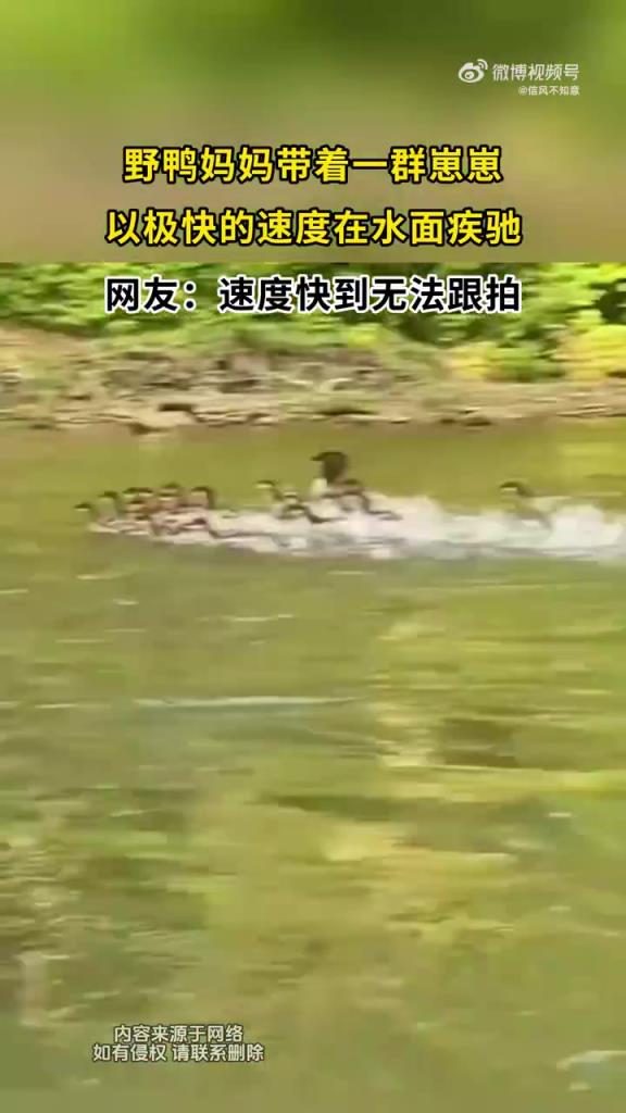 野鸭妈妈带着一群崽崽，以极快的速度在水面疾驰！