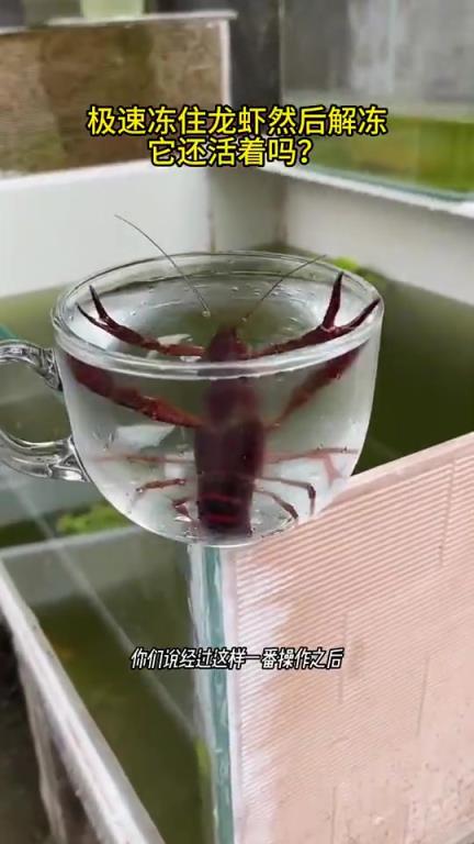 急速冷凍后再解凍的龍蝦，還能存活嗎？