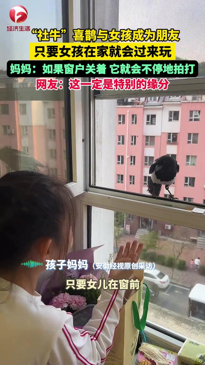 “社牛”喜鹊与女孩成为朋友，只要女孩在家就会过来玩